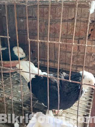 গররা কবুতর